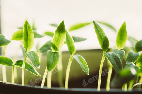 Preview: Young Sprouts With Green Leaf Or Leaves Growing From Soil. Sprin
