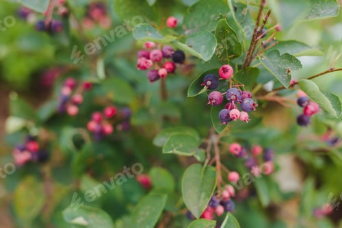 Preview: Saskatoon pacific serviceberry ripening fruits, green and purple serviceberries