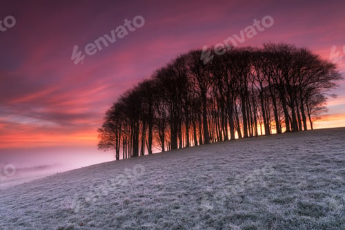 Preview: Fiery Sunrise over Woods
