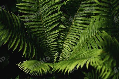 Preview: green fern leaves petals background. Vibrant green foliage