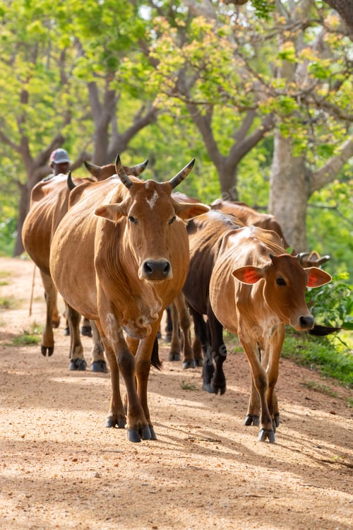 Preview: Herdsman guiding the herd of cows from behind. Long-horned alpha male cow leads from the front.