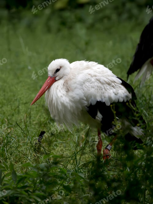 Preview: White stork in a clearing