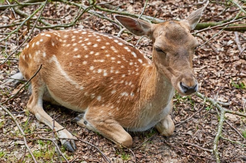 Preview: Deer (fallow deer). A female deer (fallow dear) in natural setting.