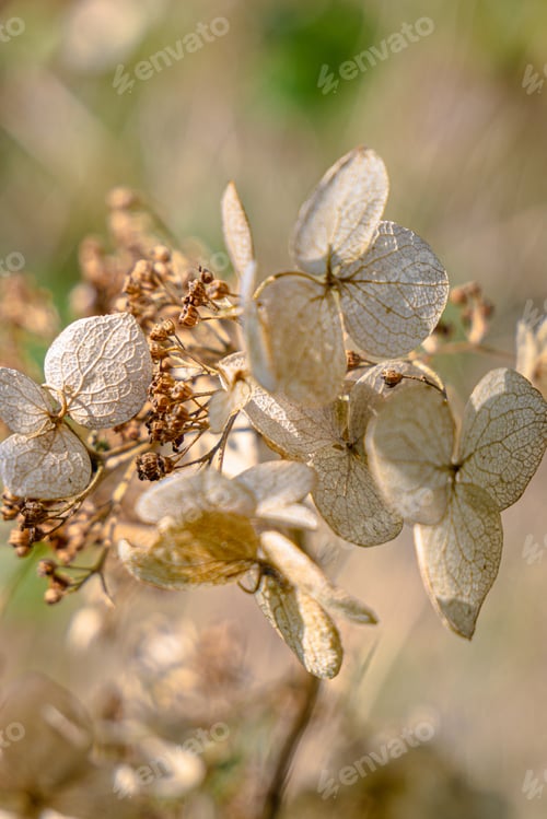 Preview: Dry hydrangeas