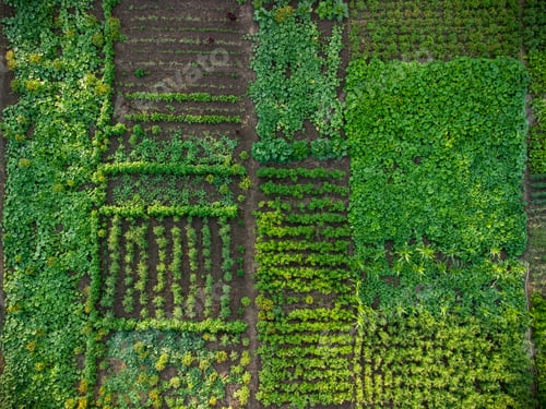 Preview: Green vegetable garden, aerial view