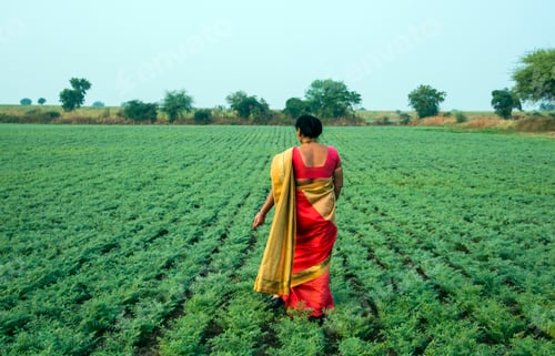 Preview: Indian woman in traditional clothes walking in chickpea field