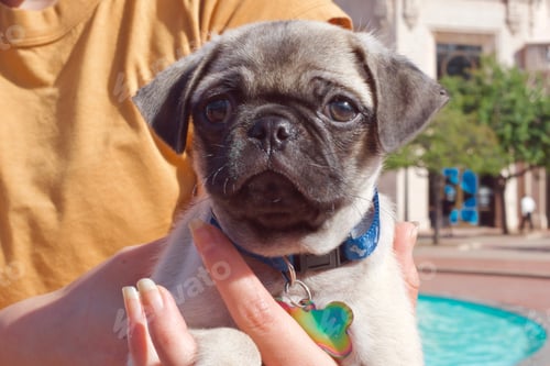 Preview: The cutest pug I ever met!!! Oliver! He was like just born a couple weeks ago! tonythetigersson