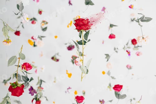 Preview: Floral levitation spring summer background with rose dispersion explosion effect