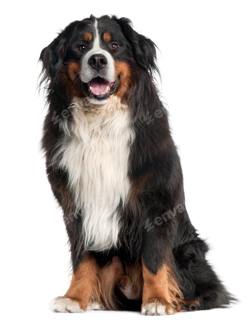 Preview: Bernese Mountain Dog, 6 years old, sitting in front of white background