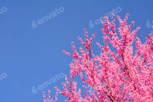 Preview: Spring bloom