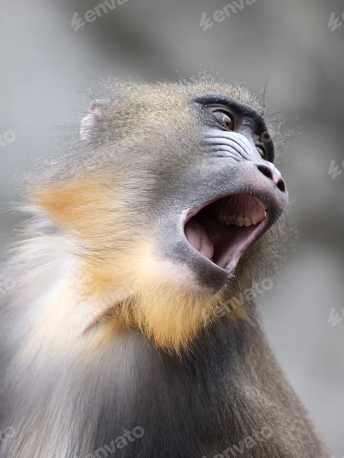 Preview: A mandrill (Mandrillus sphinx) portrait