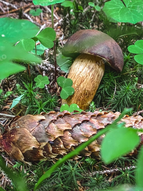 Preview: Mushroom and cone in the grass
