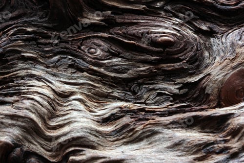 Preview: Bark Tree wood texture