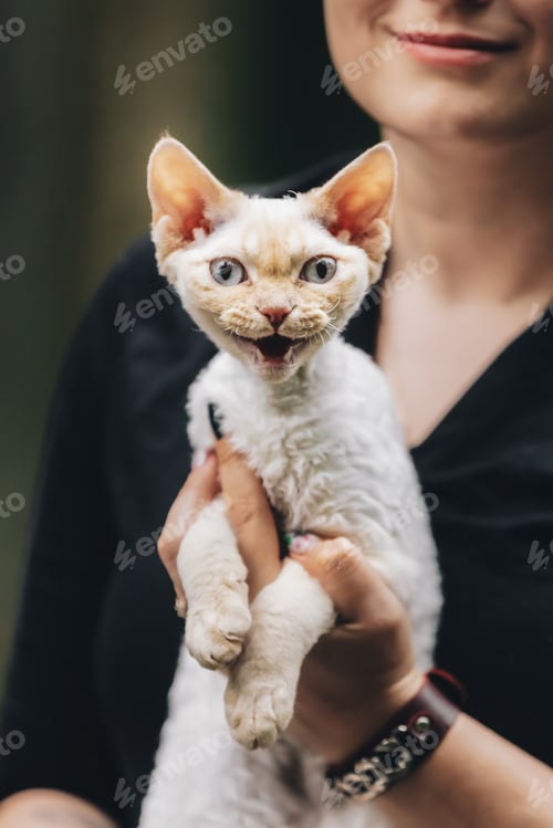 Preview: Obedient Devon Rex Cat With White Fur Color Meows While Sitting On Hands. Curious Playful Funny Cute