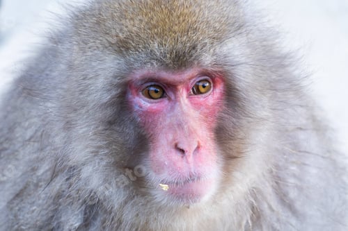 Preview: A Japanese snow monkey or Macaque with onsen in Monkey Park, Nagano , Japan. Wildlife animal.
