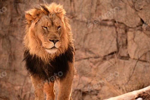 Preview: Close-up shot of a lion standing on a rocky surface in its natural habitat