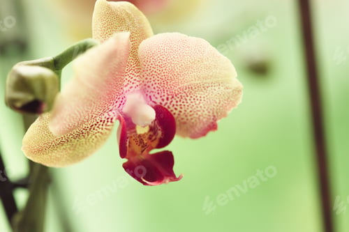 Preview: Branch of blooming pink orchid close up