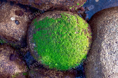 Preview: Lonely rock full of algae surrounded by nude rocks