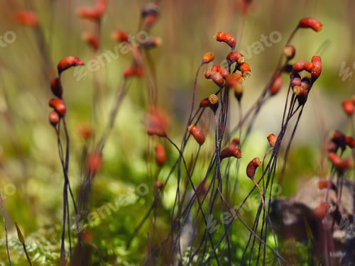 Preview: moss spores close up