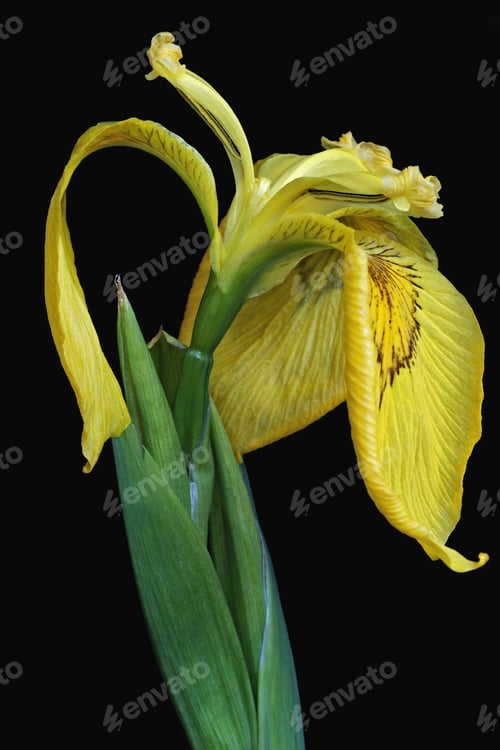 Preview: Ussuri Iris (Iris Maackii). Image Of Flower On Black Background