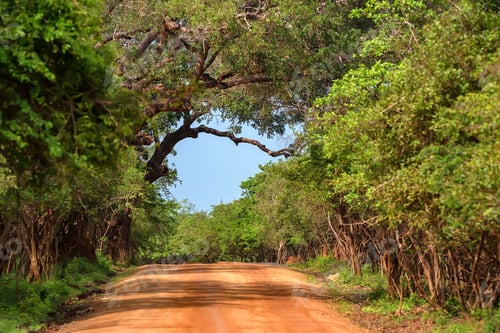 Preview: Landscape of Yala National Park, Sri Lanka