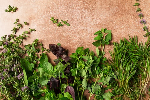 Preview: assortment of herbs, spices, top view, set, basil, tarragon, ombalo, rosemary, food background,