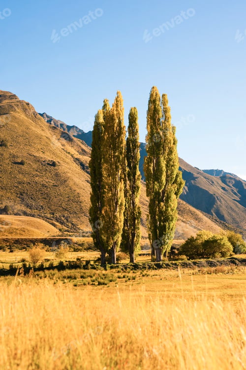 Preview: Autumn Landscape and Poplar Trees at Lake Moke, Queenstown, South Island, New Zealand