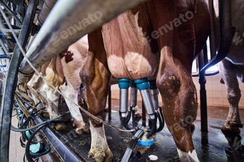 Preview: Udders of a cow connected to a milking machine on a dairy farm