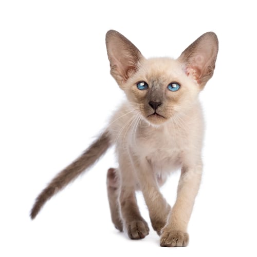 Preview: Front view of an Oriental Shorthair kitten walking and looking up against white background