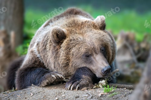 Preview: Brown bear in the forest