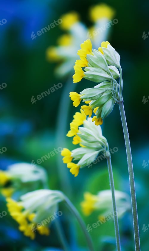 Preview: Primula veris spring plants. Medical herbs.
