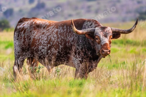 Preview: Closeup shot of a buffalo in the field