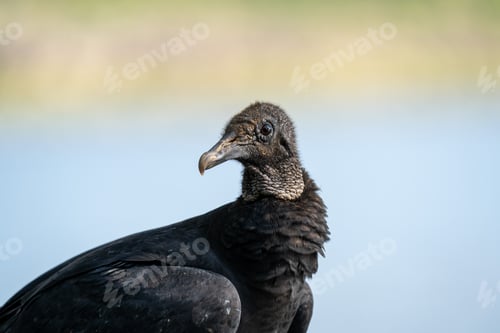 Vorschau: Nahaufnahme von Details eines wunderschönen schwarzen Geiervogels