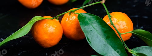 Preview: Banner of Tangerines background. Delicious and beautiful Citrus.
