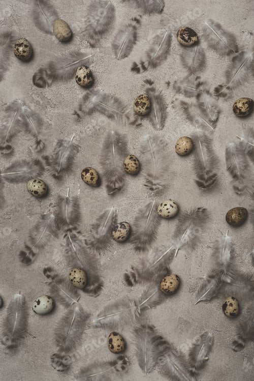 Preview: top view of quail eggs and feathers on concrete surface