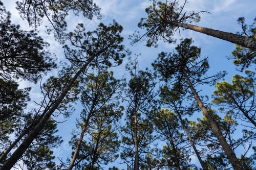Preview: Pine trees forest view