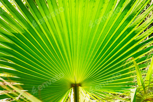 Preview: Palm abstract