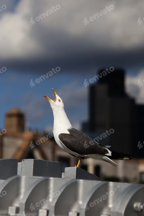 Preview: Vertical shot of a lesser black-backed gull squawking
