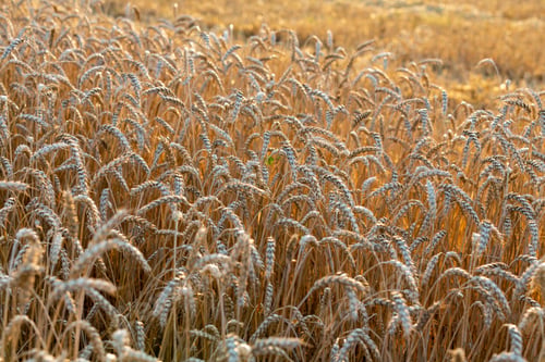 Preview: golden wheat field