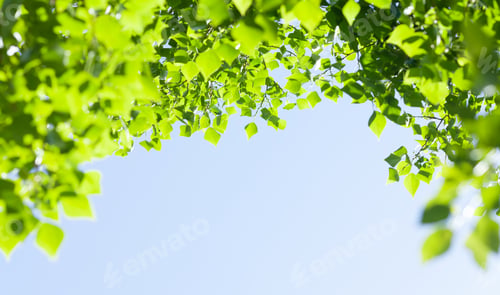 Preview: Tree branch with leaves in front of blue sunny sky