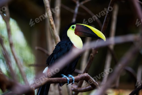 Preview: Beautiful toucan sitting on tree