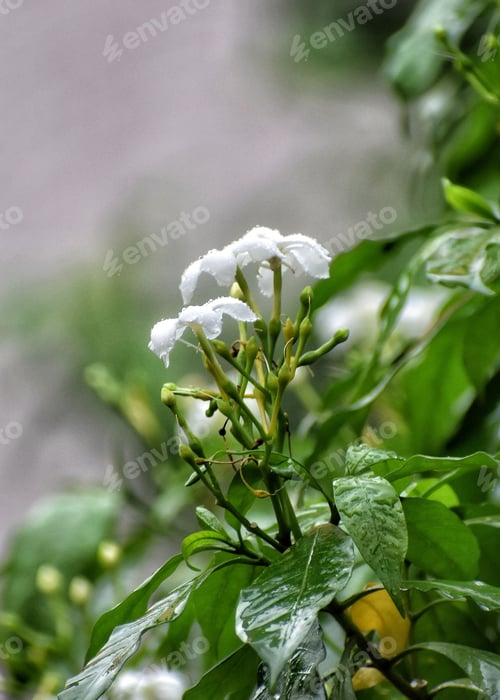 Preview: A white flower on a branch with blurred background, showcasing nature's transition in autumn.
