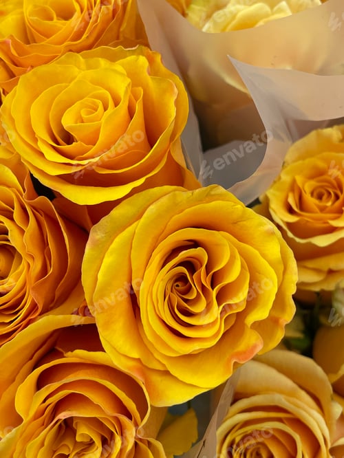 Preview: Roses