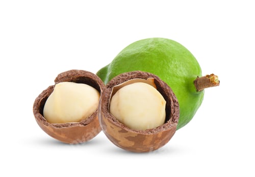 Preview: macadamia nuts isolated on white background