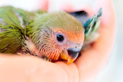 Preview: Closeup shot of a cute baby peach faced love bird in a person's palm