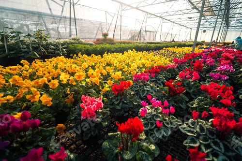 Preview: Colorful rows of blooming flowers, yellow pansies and red cyclamen, in greenhouse nursery.