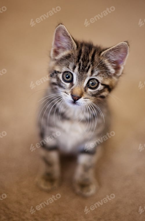 Preview: cat, kitten, pet, isolate