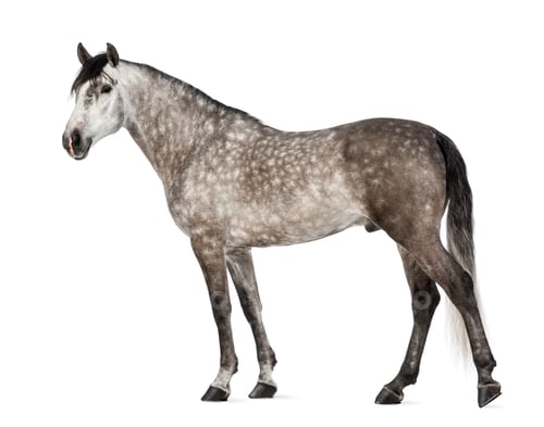 Preview: Andalusian, 7 years old, also known as the Pure Spanish Horse or PRE against white background