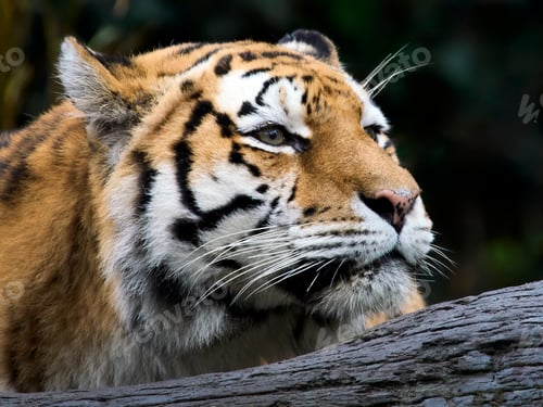 Preview: Amur tiger (Panthera tigris altaica)