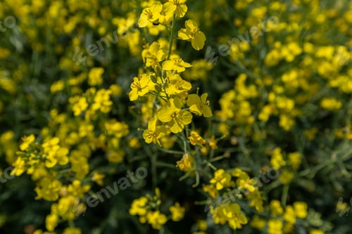Preview: rapeseed field in spring, rapeseed flowers